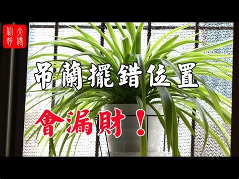 風水禁忌吊蘭風水